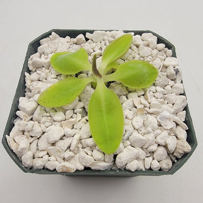Butterwort Pinguicula orchidioides {near Ixtlan de Juarez, Oaxaca, México}