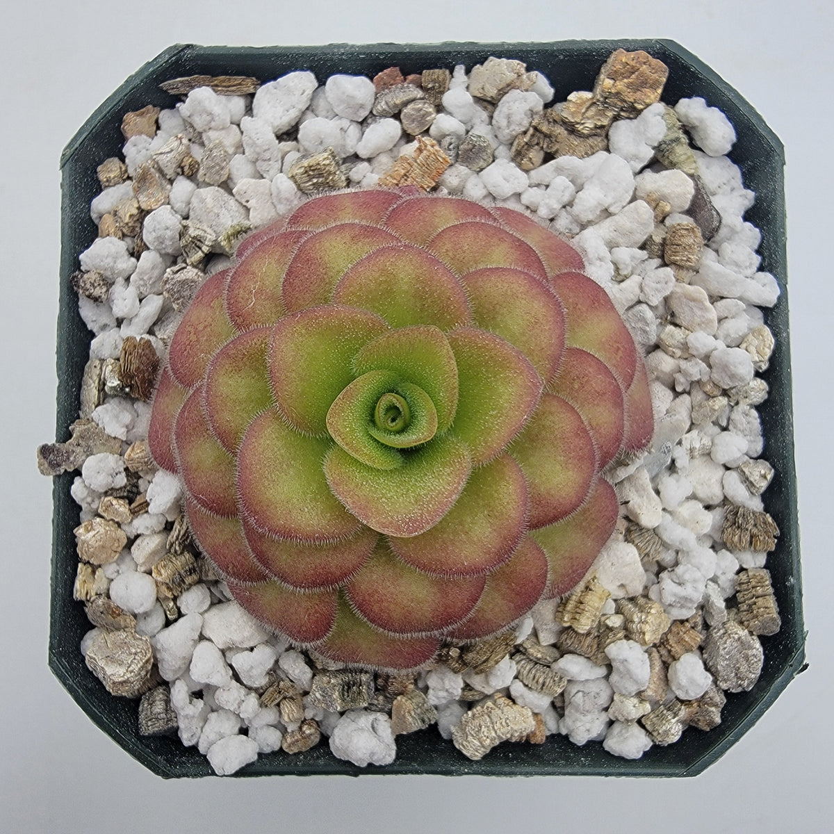 Butterworts Pinguicula agnata 'El Lobo' x 'Huahuapan' (Red clone)