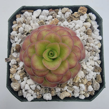 Butterworts Pinguicula agnata 'El Lobo' x 'Huahuapan' (Red clone)