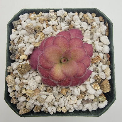 Butterworts Pinguicula agnata 'El Lobo' x 'Huahuapan' (Red clone)